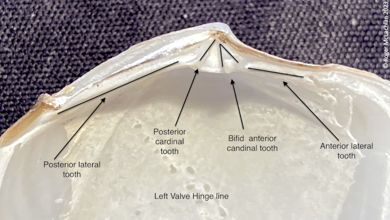 Hinge Line Left valve hinge line (internal view - annotated) | The Conchological ...